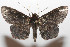  ( - 08-SRNP-106148)  @14 [ ] CreativeCommons - Attribution Non-Commercial Share-Alike (2013) Daniel H. Janzen Guanacaste Dry Forest Conservation Fund