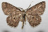  (Isochromodes Janzen69DHJ02 - 08-SRNP-106198)  @14 [ ] CreativeCommons - Attribution Non-Commercial Share-Alike (2013) Daniel H. Janzen Guanacaste Dry Forest Conservation Fund