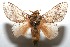  (unclassified Lasiocampidae - 08-SRNP-107059)  @11 [ ] CreativeCommons - Attribution Non-Commercial Share-Alike (2013) Daniel H. Janzen Guanacaste Dry Forest Conservation Fund