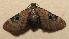  (Eupithecia BioLep190 - 09-SRNP-100466)  @14 [ ] CreativeCommons - Attribution Non-Commercial Share-Alike (2013) Daniel H. Janzen Guanacaste Dry Forest Conservation Fund
