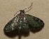 (Eupithecia BioLep196 - 09-SRNP-100516)  @13 [ ] CreativeCommons - Attribution Non-Commercial Share-Alike (2013) Daniel H. Janzen Guanacaste Dry Forest Conservation Fund