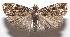  ( - 18-SRNP-104602)  @11 [ ] CreativeCommons  Attribution Non-Commercial Share-Alike (2023) Daniel H. Janzen Guanacaste Dry Forest Conservation Fund