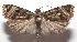  ( - 18-SRNP-104603)  @11 [ ] CreativeCommons  Attribution Non-Commercial Share-Alike (2023) Daniel H. Janzen Guanacaste Dry Forest Conservation Fund