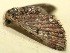  (Eupithecia BioLep133 - 09-SRNP-103112)  @13 [ ] CreativeCommons - Attribution Non-Commercial Share-Alike (2009) Unspecified Guanacaste Dry Forest Conservation Fund
