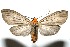  (Agaraea longicornis - 09-SRNP-106600)  @15 [ ] CreativeCommons - Attribution Non-Commercial Share-Alike (2009) Unspecified Guanacaste Dry Forest Conservation Fund