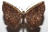  (Cimicodes albicostaDHJ02 - 09-SRNP-107680)  @14 [ ] CreativeCommons - Attribution Non-Commercial Share-Alike (2010) Unspecified Guanacaste Dry Forest Conservation Fund