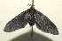  (unclassified Epipyropidae - 09-SRNP-107948)  @14 [ ] CreativeCommons - Attribution Non-Commercial Share-Alike (2010) Unspecified Guanacaste Dry Forest Conservation Fund