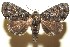  (Cropia hadenoides - 09-SRNP-108838)  @15 [ ] CreativeCommons - Attribution Non-Commercial Share-Alike (2010) Unspecified Guanacaste Dry Forest Conservation Fund