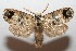  (unclassified Dudgeoneidae - 09-SRNP-109406)  @14 [ ] CreativeCommons - Attribution Non-Commercial Share-Alike (2013) Daniel H. Janzen Guanacaste Dry Forest Conservation Fund