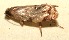  ( - 09-SRNP-111445)  @12 [ ] CreativeCommons - Attribution Non-Commercial Share-Alike (2013) Daniel H. Janzen Guanacaste Dry Forest Conservation Fund