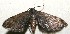  (Eupithecia BioLep591 - 10-SRNP-100213)  @13 [ ] CreativeCommons - Attribution Non-Commercial Share-Alike (2013) Daniel H. Janzen Guanacaste Dry Forest Conservation Fund