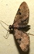  (Eupithecia BioLep130 - 10-SRNP-100552)  @14 [ ] CreativeCommons - Attribution Non-Commercial Share-Alike (2013) Daniel H. Janzen Guanacaste Dry Forest Conservation Fund