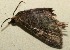 (Eupithecia BioLep0753 - 10-SRNP-100581)  @11 [ ] CreativeCommons - Attribution Non-Commercial Share-Alike (2013) Daniel H. Janzen Guanacaste Dry Forest Conservation Fund