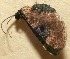 (Eupithecia BioLep382 - 10-SRNP-100653)  @13 [ ] CreativeCommons - Attribution Non-Commercial Share-Alike (2013) Daniel H. Janzen Guanacaste Dry Forest Conservation Fund