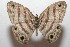  (Euptychia - 10-SRNP-103526)  @14 [ ] CreativeCommons - Attribution Non-Commercial Share-Alike (2010) Unspecified Guanacaste Dry Forest Conservation Fund