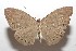  (Eurybia elvina - 10-SRNP-103548)  @15 [ ] CreativeCommons - Attribution Non-Commercial Share-Alike (2010) Unspecified Guanacaste Dry Forest Conservation Fund