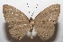  (Eurybia elvina - 10-SRNP-103639)  @15 [ ] CreativeCommons - Attribution Non-Commercial Share-Alike (2010) Unspecified Guanacaste Dry Forest Conservation Fund