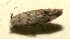  (blastoBioLep01 BioLep1434 - 10-SRNP-106540)  @12 [ ] CreativeCommons - Attribution Non-Commercial Share-Alike (2010) Daniel H. Janzen Guanacaste Dry Forest Conservation Fund