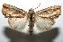  (Antachara rotundata - 10-SRNP-107069)  @15 [ ] CreativeCommons - Attribution Non-Commercial Share-Alike (2010) Daniel H. Janzen Guanacaste Dry Forest Conservation Fund