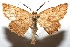  (Isochromodes BioLep513 - 10-SRNP-110951)  @15 [ ] CreativeCommons - Attribution Non-Commercial Share-Alike (2010) Daniel H. Janzen Guanacaste Dry Forest Conservation Fund