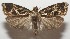  ( - 17-SRNP-107122)  @11 [ ] CreativeCommons  Attribution Non-Commercial Share-Alike (2019) Daniel H. Janzen Guanacaste Dry Forest Conservation Fund