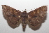  ( - 17-SRNP-107138)  @11 [ ] CreativeCommons  Attribution Non-Commercial Share-Alike (2019) Daniel H. Janzen Guanacaste Dry Forest Conservation Fund