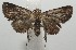 ( - 17-SRNP-107187)  @14 [ ] CreativeCommons  Attribution Non-Commercial Share-Alike (2019) Daniel H. Janzen Guanacaste Dry Forest Conservation Fund