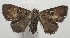  ( - 17-SRNP-107189)  @14 [ ] CreativeCommons  Attribution Non-Commercial Share-Alike (2019) Daniel H. Janzen Guanacaste Dry Forest Conservation Fund