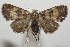  ( - 17-SRNP-107190)  @14 [ ] CreativeCommons  Attribution Non-Commercial Share-Alike (2019) Daniel H. Janzen Guanacaste Dry Forest Conservation Fund