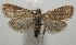  ( - 17-SRNP-107202)  @14 [ ] CreativeCommons  Attribution Non-Commercial Share-Alike (2019) Daniel H. Janzen Guanacaste Dry Forest Conservation Fund