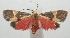  ( - 17-SRNP-107232)  @13 [ ] CreativeCommons  Attribution Non-Commercial Share-Alike (2019) Daniel H. Janzen Guanacaste Dry Forest Conservation Fund
