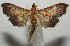  ( - 17-SRNP-107280)  @11 [ ] CreativeCommons  Attribution Non-Commercial Share-Alike (2019) Daniel H. Janzen Guanacaste Dry Forest Conservation Fund