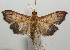  ( - 17-SRNP-107281)  @11 [ ] CreativeCommons  Attribution Non-Commercial Share-Alike (2019) Daniel H. Janzen Guanacaste Dry Forest Conservation Fund