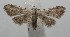  ( - 17-SRNP-107322)  @11 [ ] CreativeCommons  Attribution Non-Commercial Share-Alike (2019) Daniel H. Janzen Guanacaste Dry Forest Conservation Fund