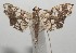  ( - 17-SRNP-107343)  @11 [ ] CreativeCommons  Attribution Non-Commercial Share-Alike (2019) Daniel H. Janzen Guanacaste Dry Forest Conservation Fund