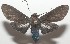  ( - 17-SRNP-107452)  @13 [ ] CreativeCommons  Attribution Non-Commercial Share-Alike (2019) Daniel H. Janzen Guanacaste Dry Forest Conservation Fund