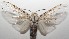  ( - 17-SRNP-107472)  @11 [ ] CreativeCommons  Attribution Non-Commercial Share-Alike (2019) Daniel H. Janzen Guanacaste Dry Forest Conservation Fund