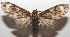  ( - 17-SRNP-107481)  @14 [ ] CreativeCommons  Attribution Non-Commercial Share-Alike (2019) Daniel H. Janzen Guanacaste Dry Forest Conservation Fund