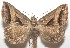  ( - 17-SRNP-107614)  @11 [ ] CreativeCommons  Attribution Non-Commercial Share-Alike (2019) Daniel H. Janzen Guanacaste Dry Forest Conservation Fund