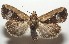  ( - 17-SRNP-107642)  @14 [ ] CreativeCommons  Attribution Non-Commercial Share-Alike (2019) Daniel H. Janzen Guanacaste Dry Forest Conservation Fund