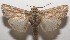  ( - 17-SRNP-107658)  @11 [ ] CreativeCommons  Attribution Non-Commercial Share-Alike (2019) Daniel H. Janzen Guanacaste Dry Forest Conservation Fund