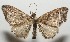  ( - 17-SRNP-107683)  @11 [ ] CreativeCommons  Attribution Non-Commercial Share-Alike (2019) Daniel H. Janzen Guanacaste Dry Forest Conservation Fund