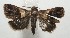  ( - 17-SRNP-107868)  @13 [ ] CreativeCommons  Attribution Non-Commercial Share-Alike (2019) Daniel H. Janzen Guanacaste Dry Forest Conservation Fund