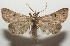  ( - 17-SRNP-107938)  @13 [ ] CreativeCommons  Attribution Non-Commercial Share-Alike (2019) Daniel H. Janzen Guanacaste Dry Forest Conservation Fund