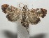 ( - 17-SRNP-108024)  @11 [ ] CreativeCommons  Attribution Non-Commercial Share-Alike (2019) Daniel H. Janzen Guanacaste Dry Forest Conservation Fund