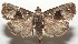  ( - 17-SRNP-108086)  @13 [ ] CreativeCommons  Attribution Non-Commercial Share-Alike (2019) Daniel H. Janzen Guanacaste Dry Forest Conservation Fund