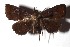  ( - 17-SRNP-1734)  @11 [ ] CreativeCommons  Attribution Non-Commercial Share-Alike (2019) Daniel H. Janzen Guanacaste Dry Forest Conservation Fund