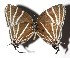  ( - 17-SRNP-1849)  @13 [ ] CreativeCommons  Attribution Non-Commercial Share-Alike (2019) Daniel H. Janzen Guanacaste Dry Forest Conservation Fund