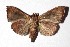  ( - 17-SRNP-20858)  @12 [ ] CreativeCommons  Attribution Non-Commercial Share-Alike (2019) Daniel H. Janzen Guanacaste Dry Forest Conservation Fund