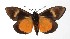  ( - 17-SRNP-20922)  @11 [ ] CreativeCommons  Attribution Non-Commercial Share-Alike (2019) Daniel H. Janzen Guanacaste Dry Forest Conservation Fund